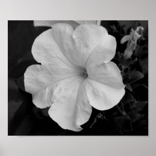 White Petunia print