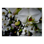 White Phalaenopsis Orchid Notecard cards