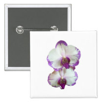 White Phalaenopsis Orchids With Pruple Edges buttons