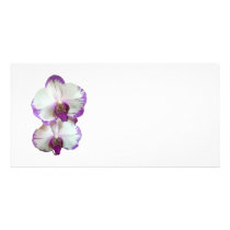 White Phalaenopsis Orchids With Purple Edges photo cards