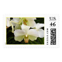 White Phalaenopsis postage