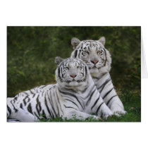White phase, Bengal Tiger, Tigris Greeting Card