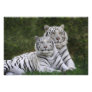 White phase, Bengal Tiger, Tigris