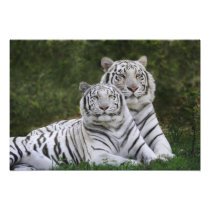 White phase, Bengal Tiger, Tigris