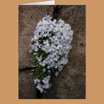 White Phlox cards