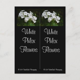 White Phlox Flowers Bookmarks  Postcard postcard