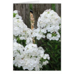 White Phlox in the Garden Cards