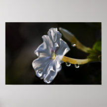 White Phlox Poster Print