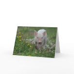 White Piglet in Field of Flowers cards