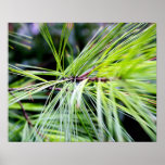 white pine needles posters