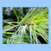 white pine needles posters