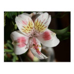 White/Pink Alstroemeria Post Card
