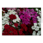 White, Pink and Red Dianthus Blank Card