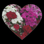 White, Pink and Red Dianthus Sticker