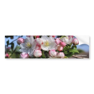 White Pink Blossoms Flower Photo Bumper Sticker bumpersticker