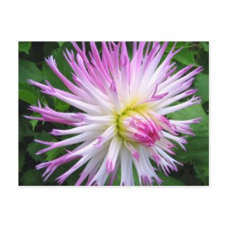 White Pink Dahlia