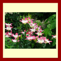 White & Pink Lily Print