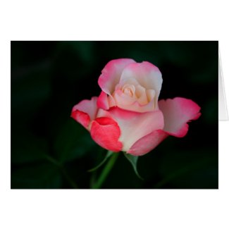 white-pink rose card