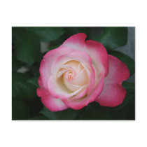 white-pink rose postcards