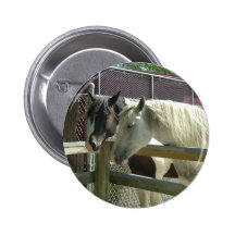 White/Pinto Horse
