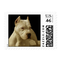 White pitbull postage