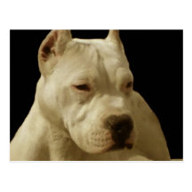 White pitbull postcard