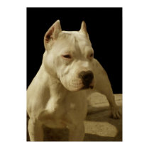 White pitbull poster posters by ritmoboxer White pitbull poster posters