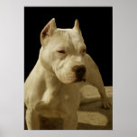 White pitbull poster
