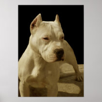 White pitbull poster