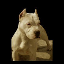 White pitbull poster posters