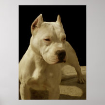 White pitbull poster