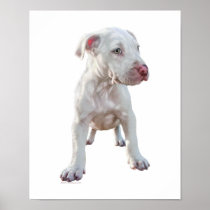 White Pitbull Puppy posters