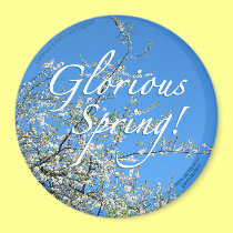 WHITE PLUM BLOSSOMS magnets by gardensofeve WHITE PLUM BLOSSOMS magnets