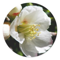 White Plum Blossoms stickers