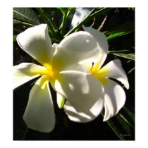 White Plumaria Frangipani Flowers Poster Print by naturalilly White Plumaria Frangipani Flowers Poster Print
