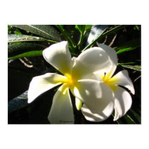 White Plumaria Tropical Flowers Poster Print by naturalilly White Plumaria Tropical Flowers Poster Print