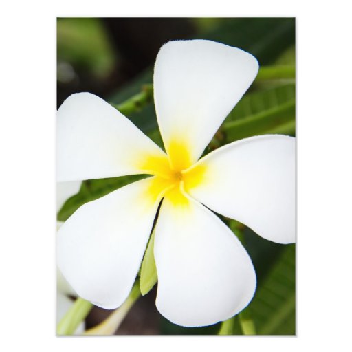White Plumeria Flower - Frangipani Floral Template Art Photo | Zazzle