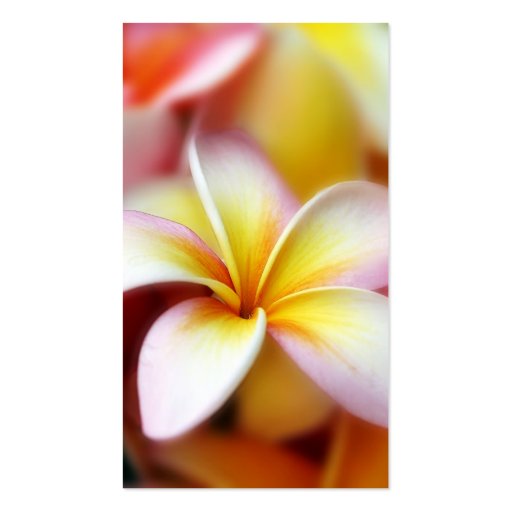 White Plumeria Frangipani Hawaii Flower Hawaiian Business Card (front side)