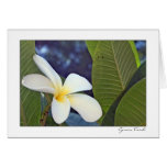 White Plumeria Greeting Card