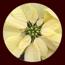 White Poinsettia Christmas Stickers stickers