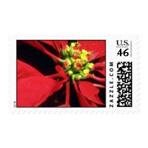White Poinsettia flowers Postage Stamp