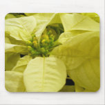 White Poinsettia Mousepad
