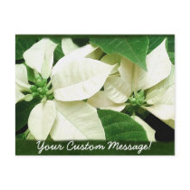 White Poinsettias 1 postcards
