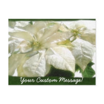 White Poinsettias 2 postcards