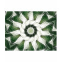 White Poinsettias Kaleidoscope 3 t-shirts by KaleidoscopeArt White Poinsettias Kaleidoscope 3 t-shirts