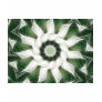 White Poinsettias Kaleido...