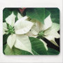 White Poinsettias