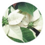 White Poinsettias