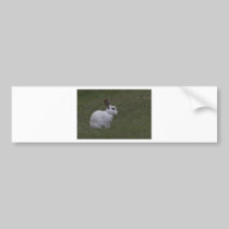 White Point Bunny bumper stickers