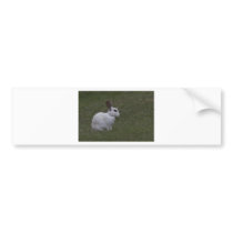 White Point Bunny Bumper Sticker